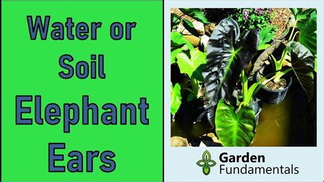 moisture meter elephant ear|elephant ear soil.